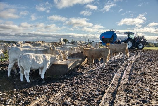 local cows and pigs