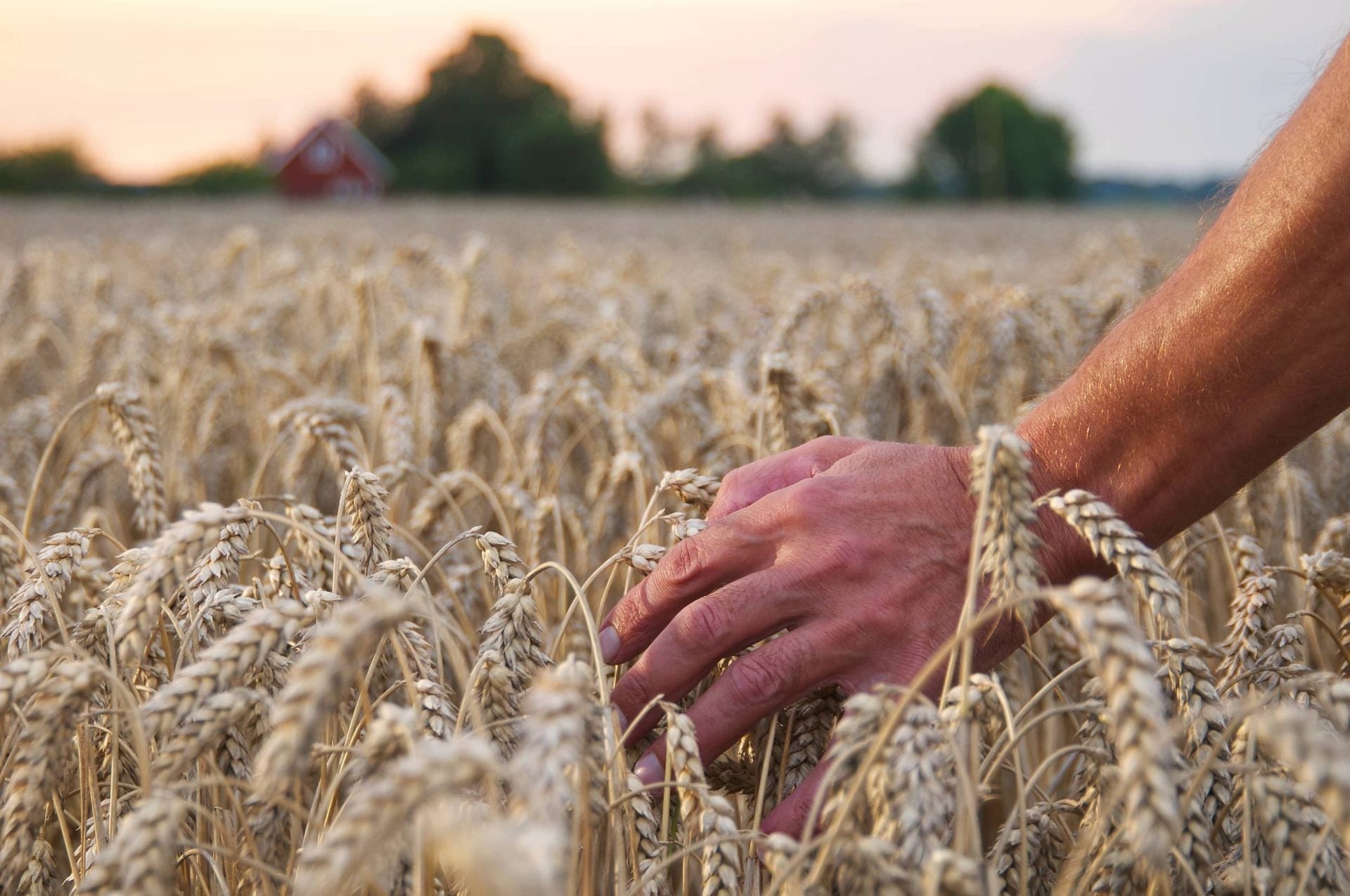 Swedish winter wheat