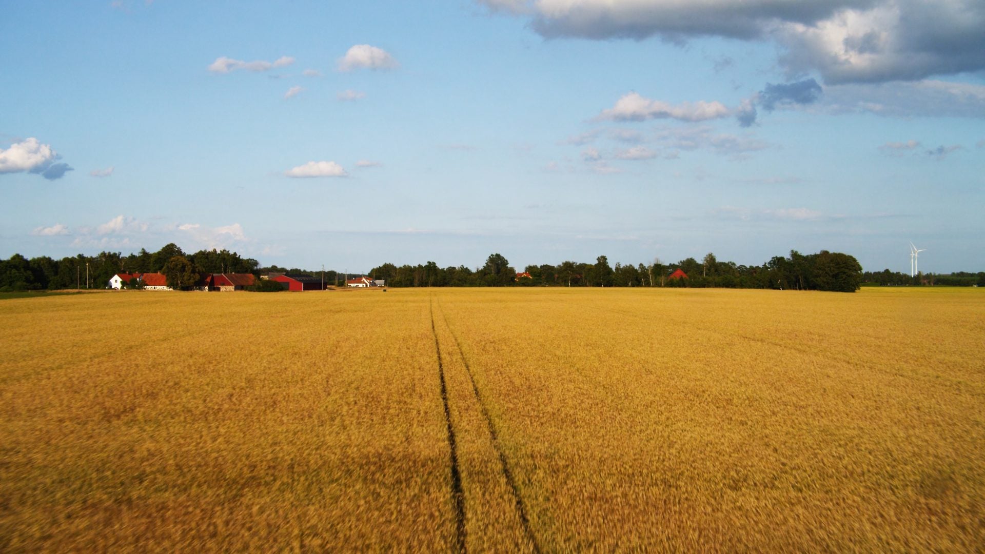 wheat fields