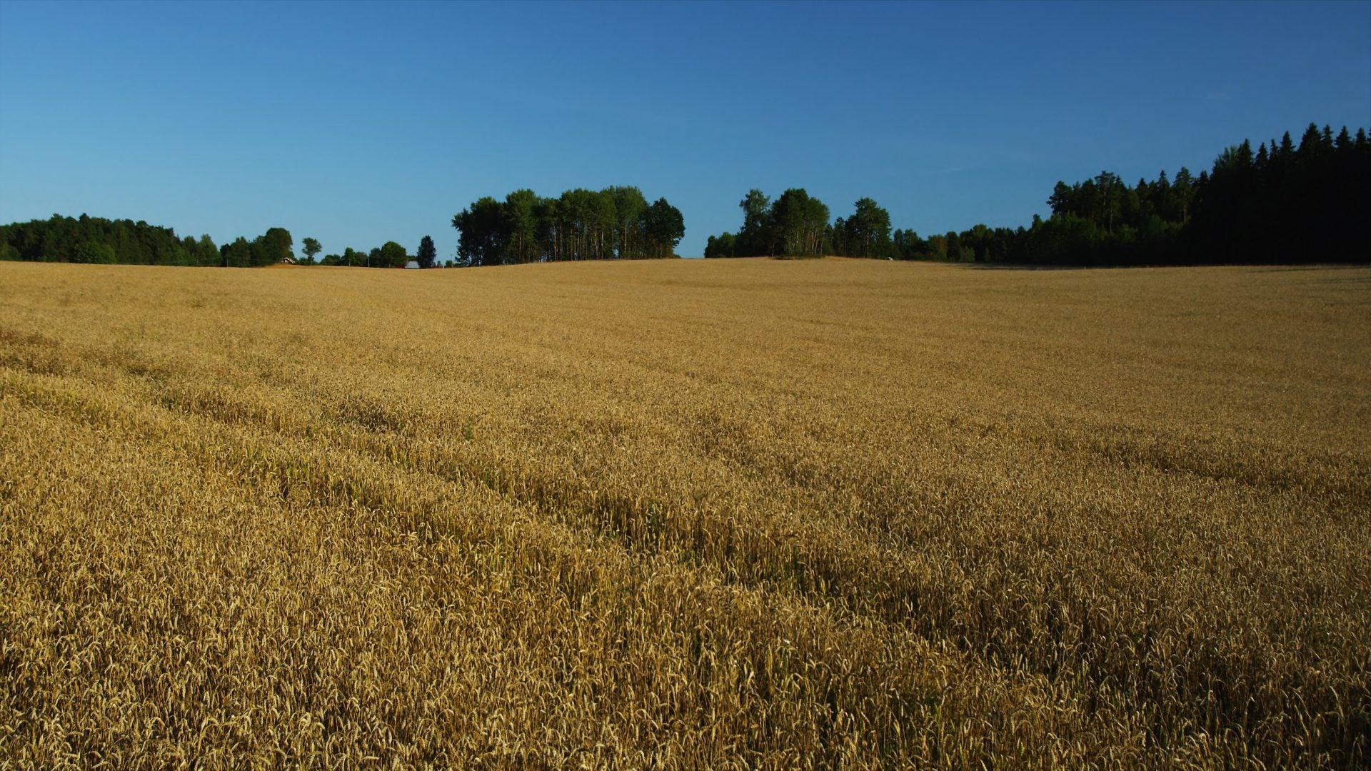 winter wheat field