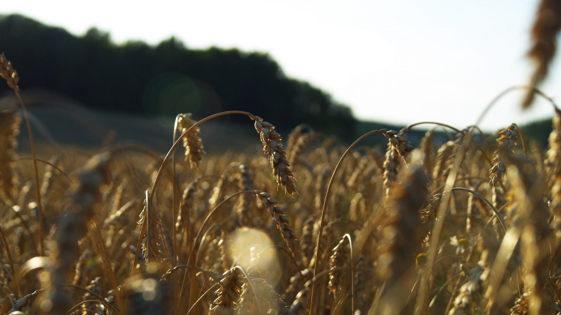 swedish winter wheat