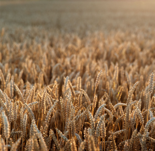 swedish winter wheat